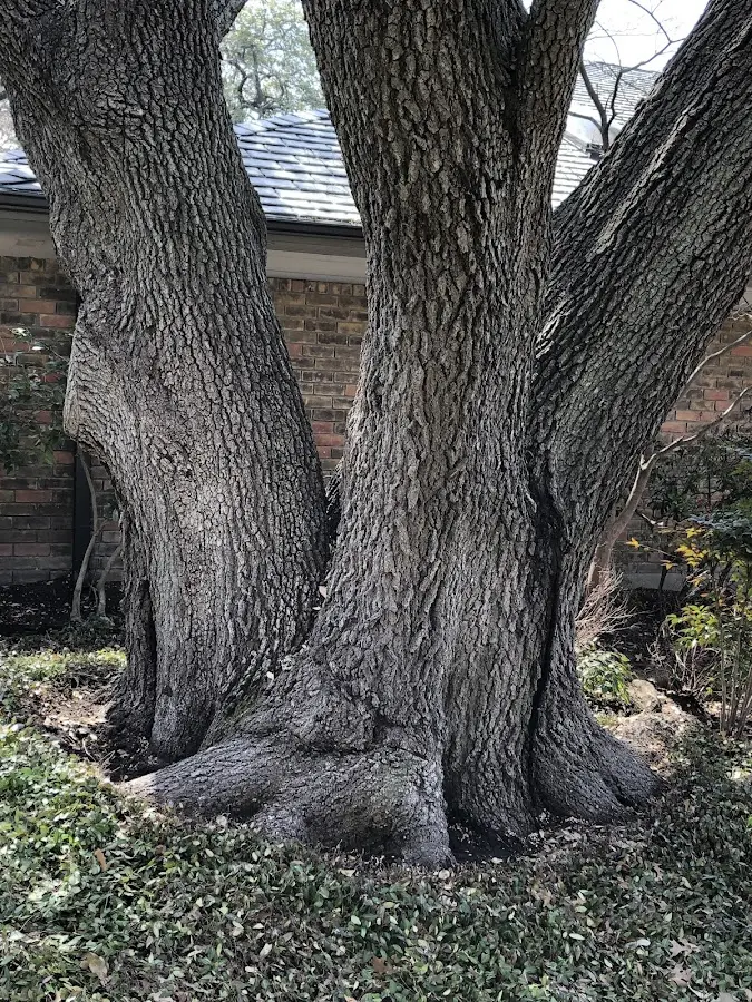 Mature heritage tree close to a Winthrop property cared for by certified arborists